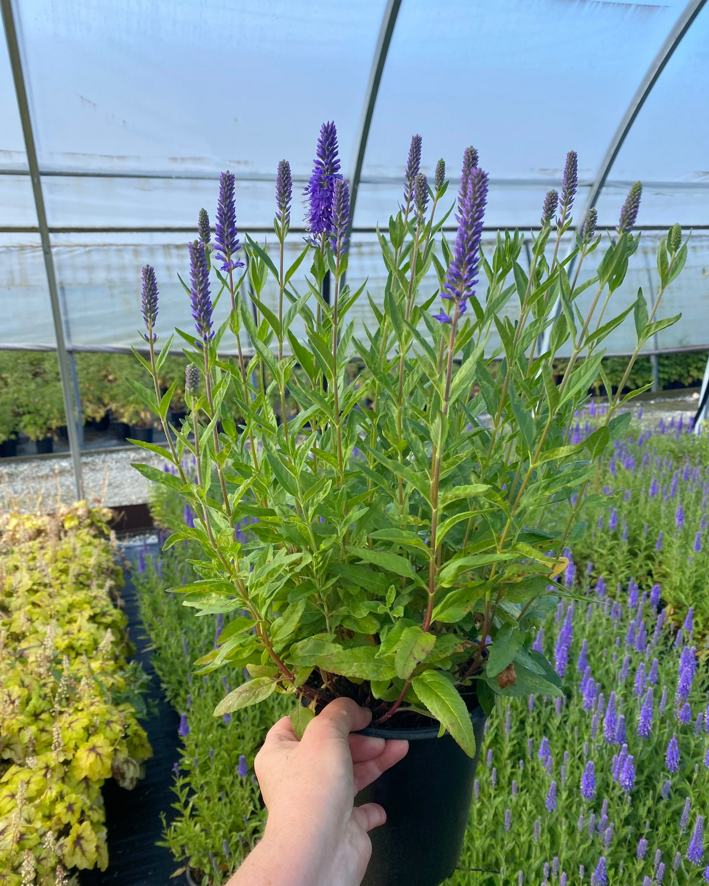 Veronica longifolia Skyward™ Blue ('Balskywlue') PP34922