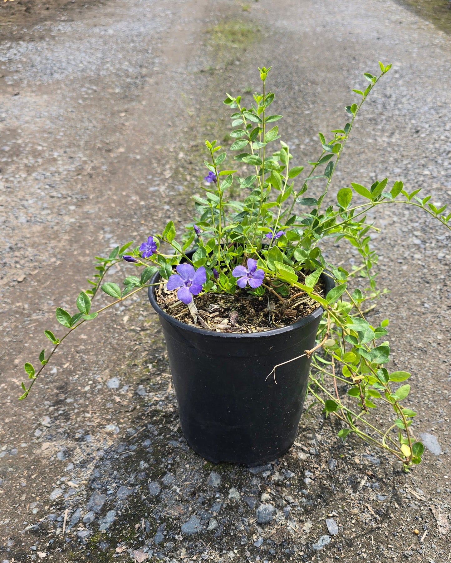 Vinca minor 'Bowles Cunningham'