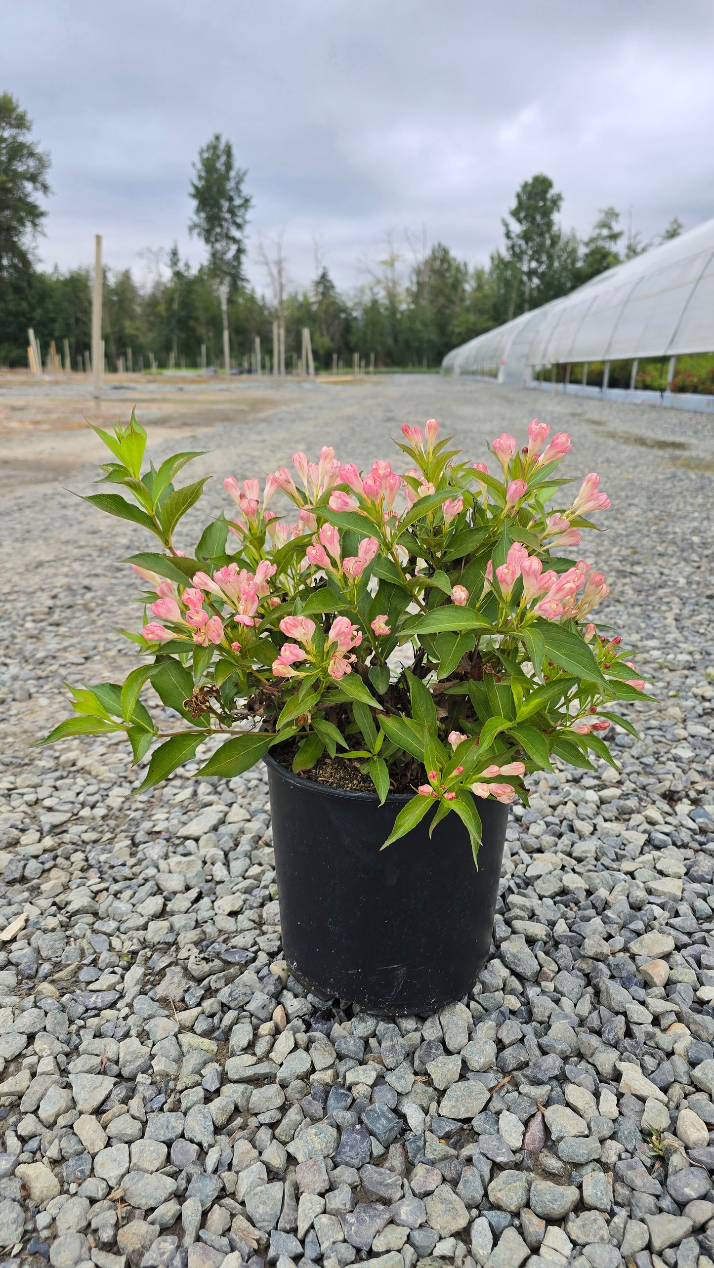 Weigela florida All Summer Peach ('Slingpink')