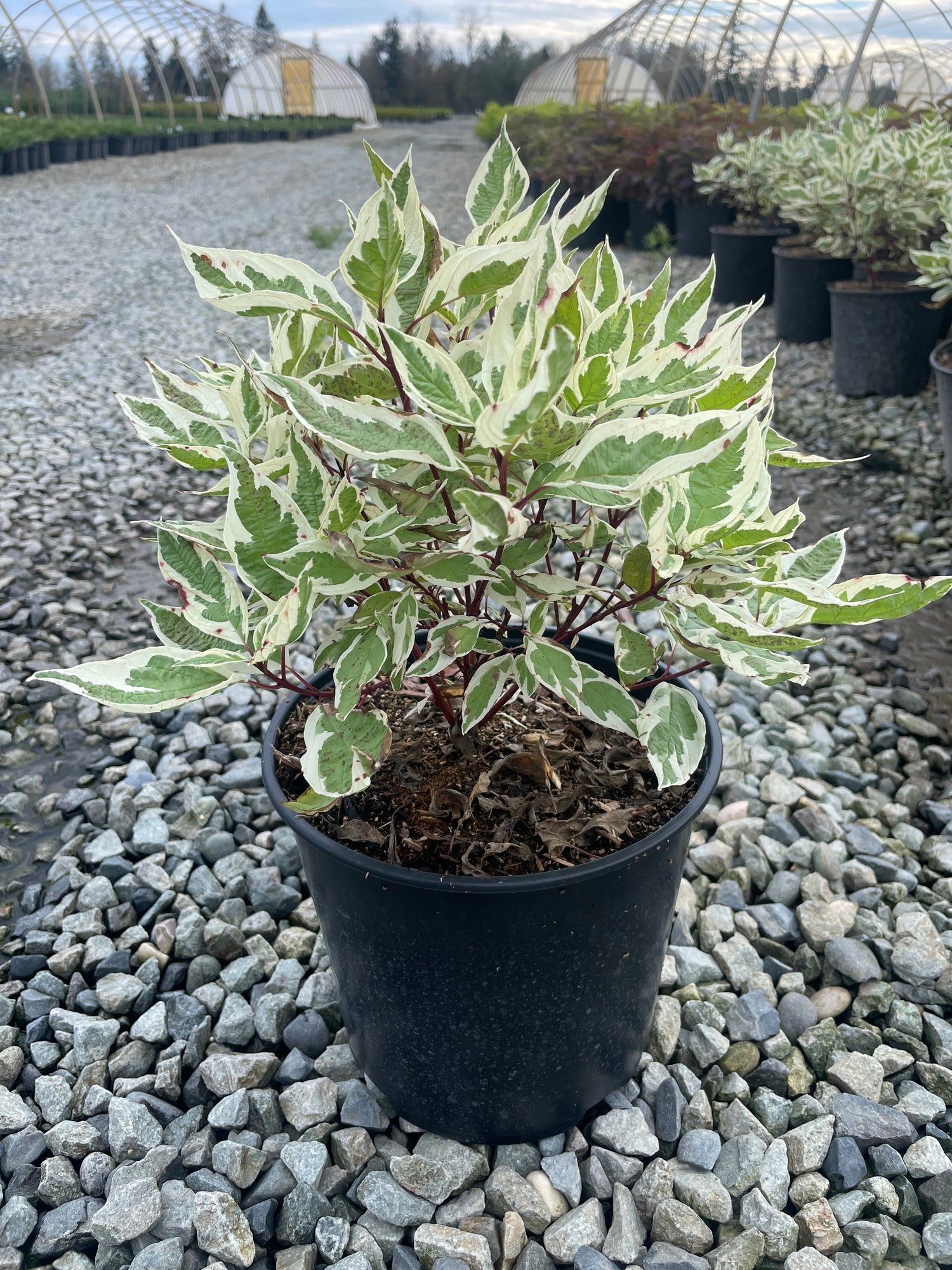 Effortless Plants