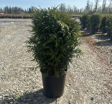 Woodwardii Arborvitae