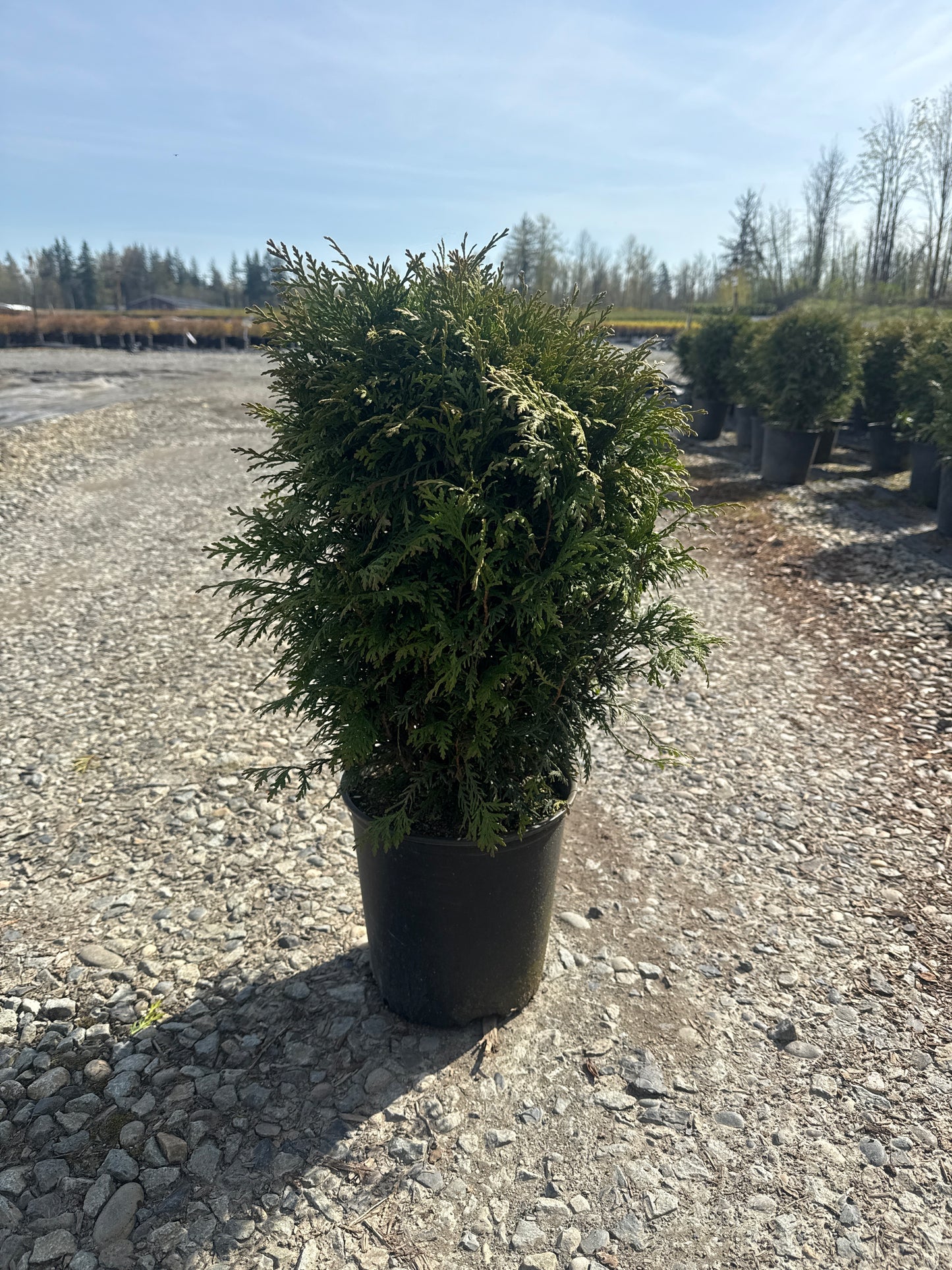 Thuja Occidentalis 'Woodwardii'