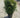 Woodwardii Arborvitae