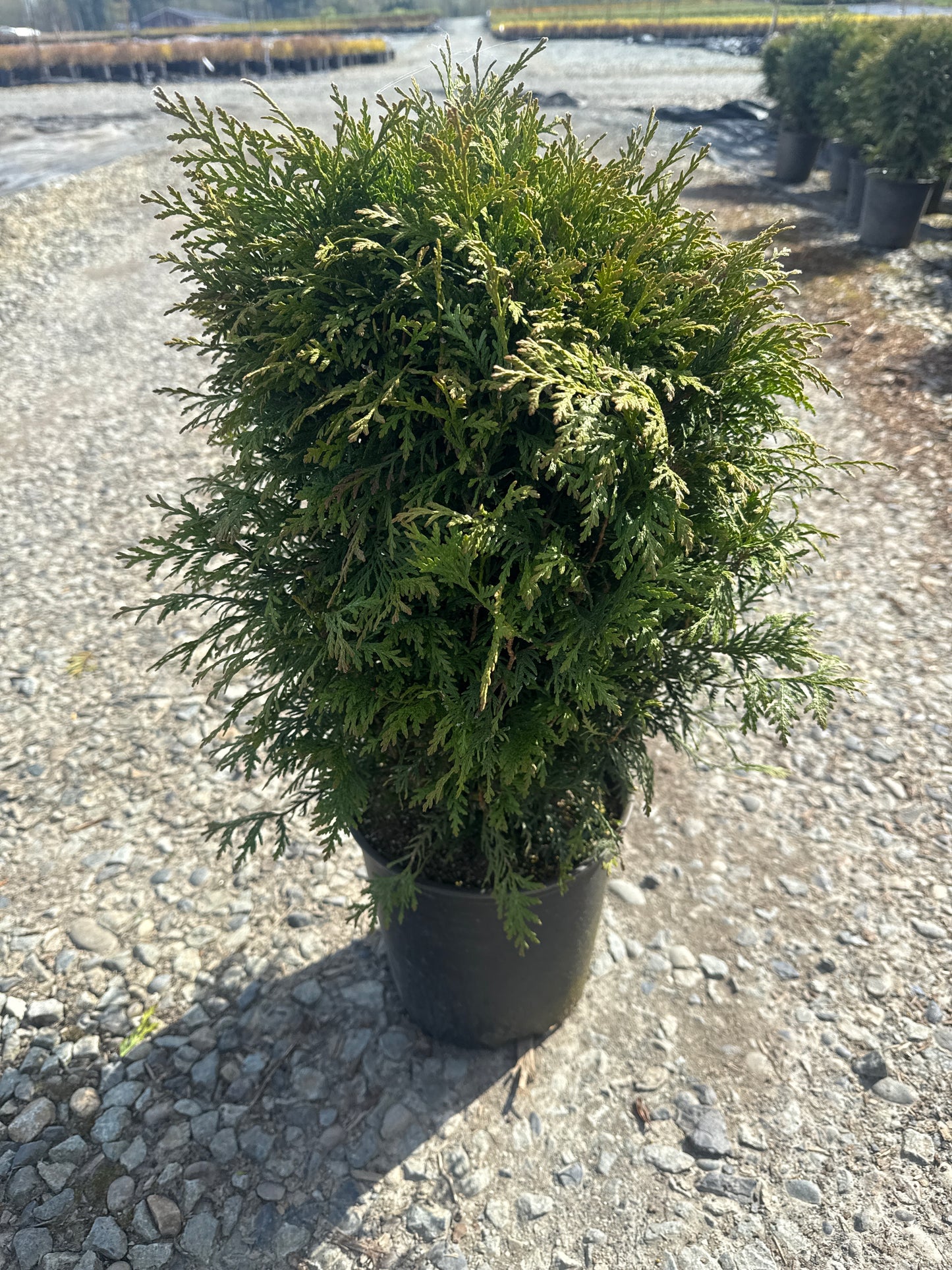 Thuja Occidentalis 'Woodwardii'