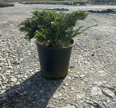 Buffalo Juniper