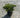 Buffalo Juniper