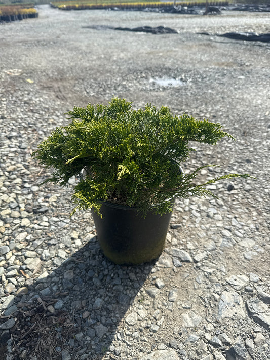 Juniperus sabina ‘Buffalo’