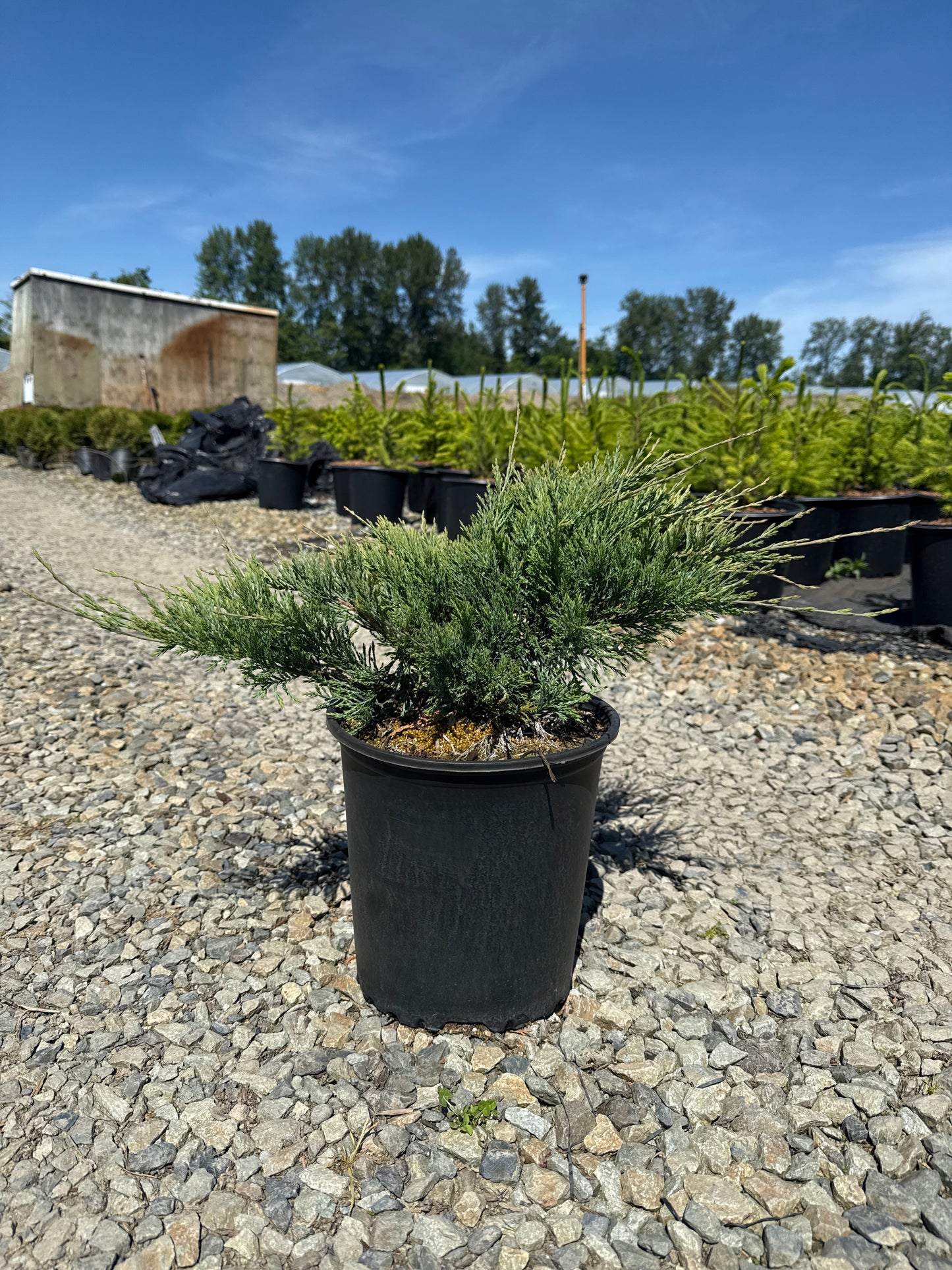 Juniperus horizontalis 'Hughes'