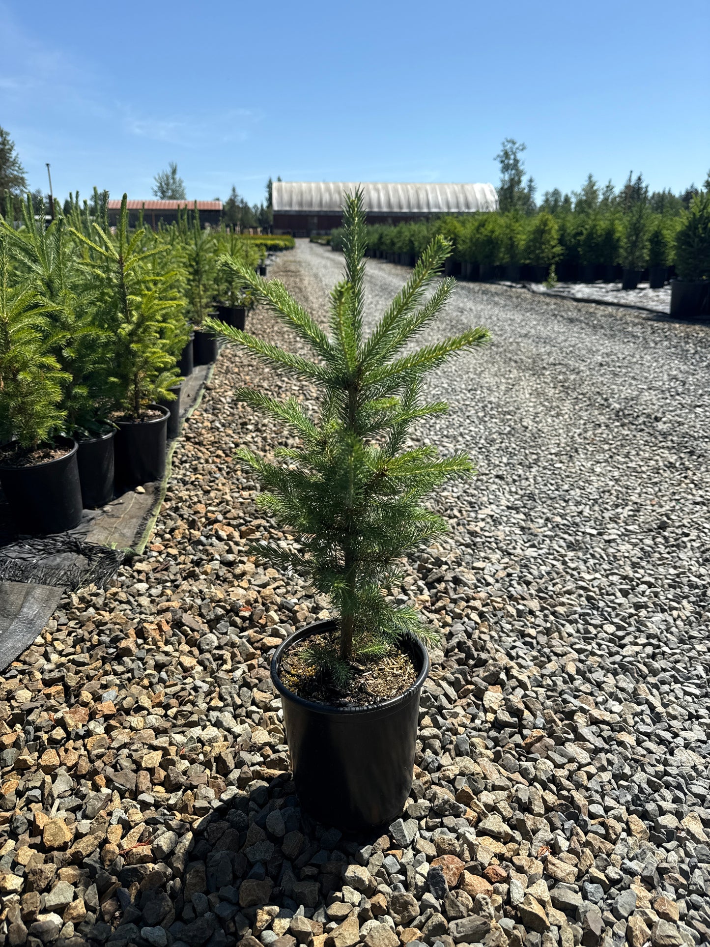 Picea glauca