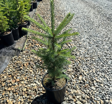 White Spruce