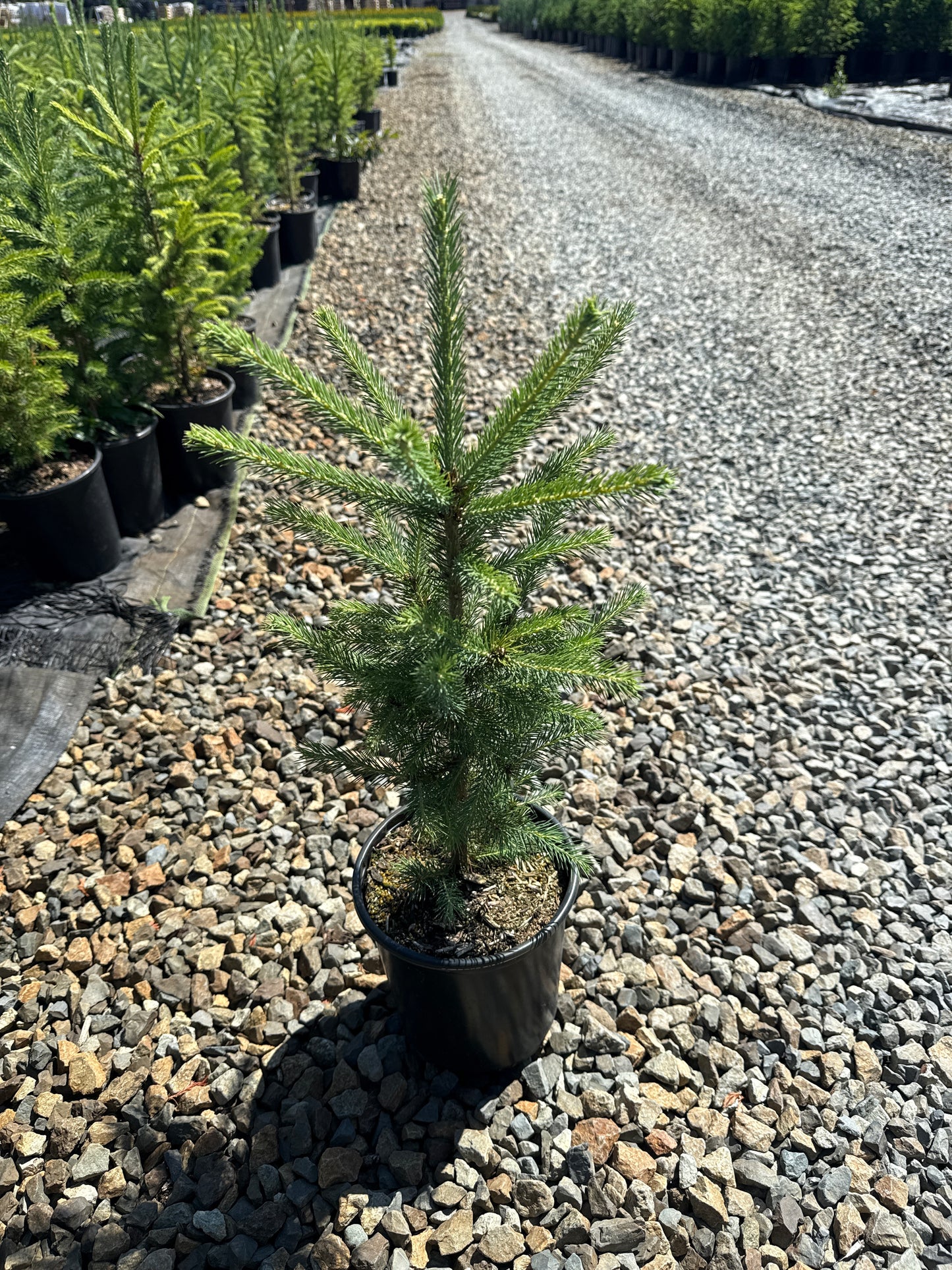Picea glauca