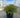 Pancake Arborvitae
