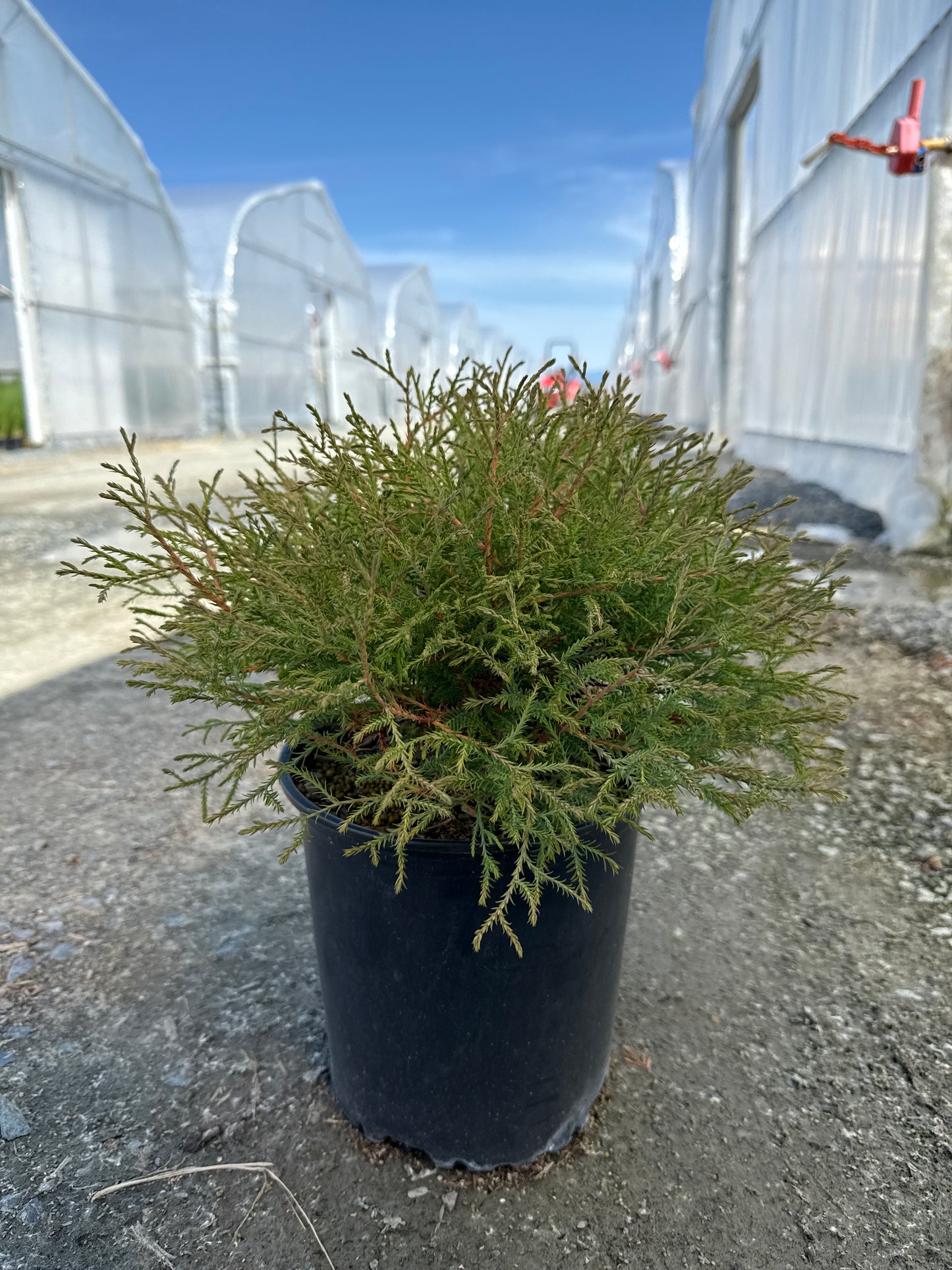 Thuja occidentalis Pancake™ ('Concesarini') PP24013*
