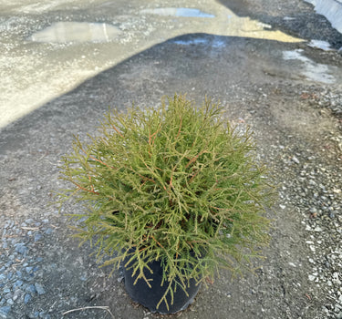 Pancake Arborvitae