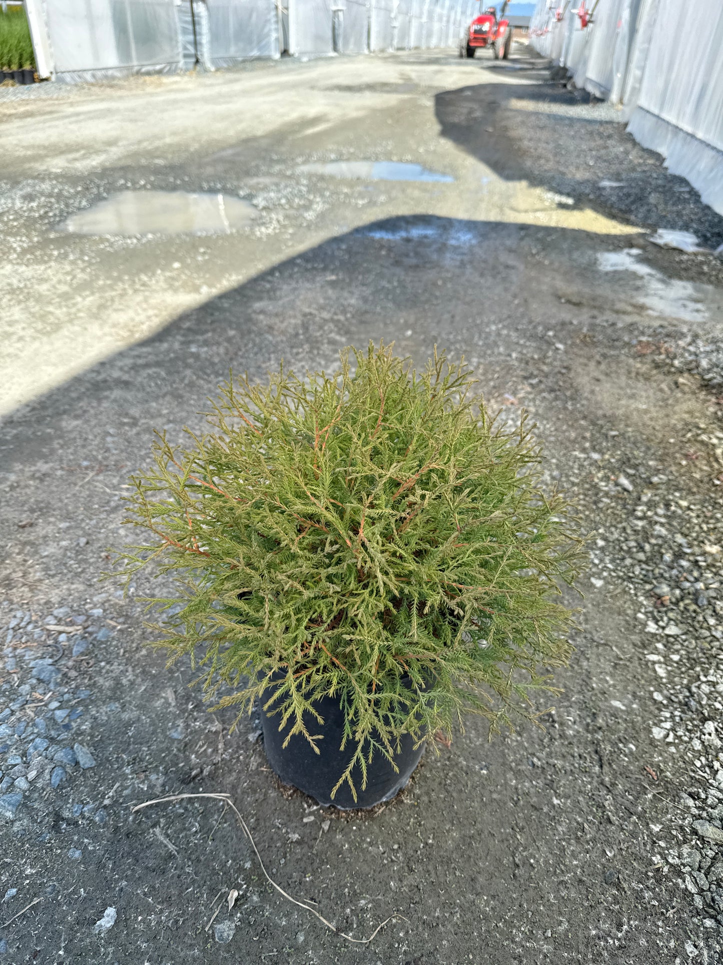 Thuja occidentalis Pancake™ ('Concesarini') PP24013*