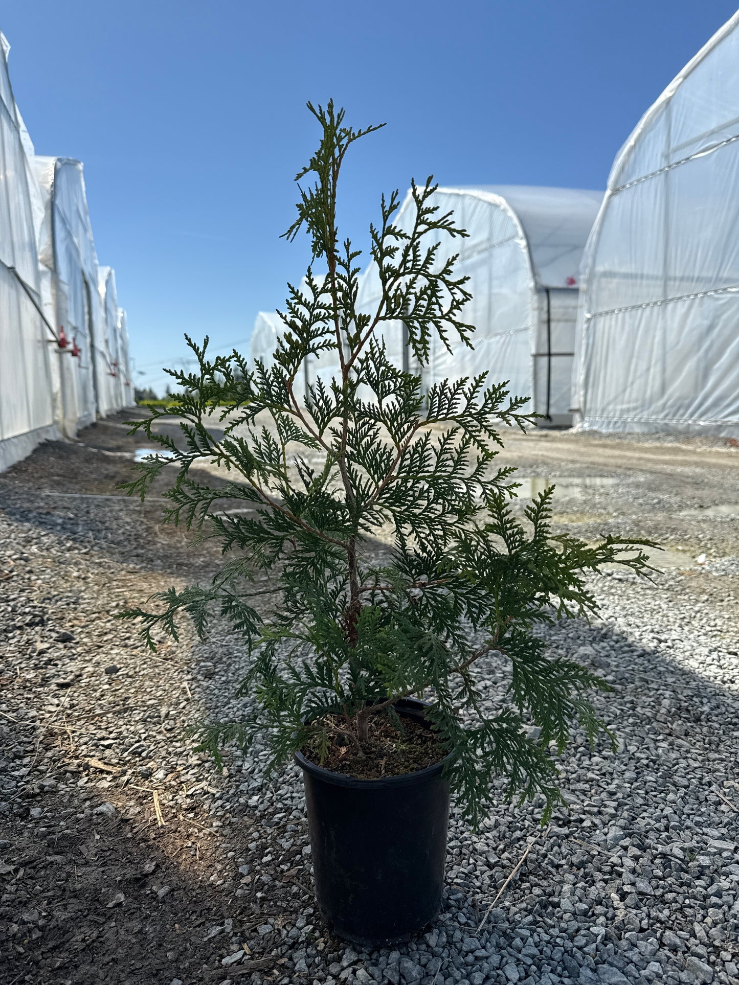 Thuja occidentalis 'Nigra' - Dark Green American Arborvitae