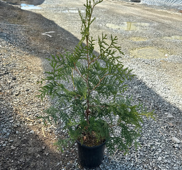 Nigra Dark American Arborvitae