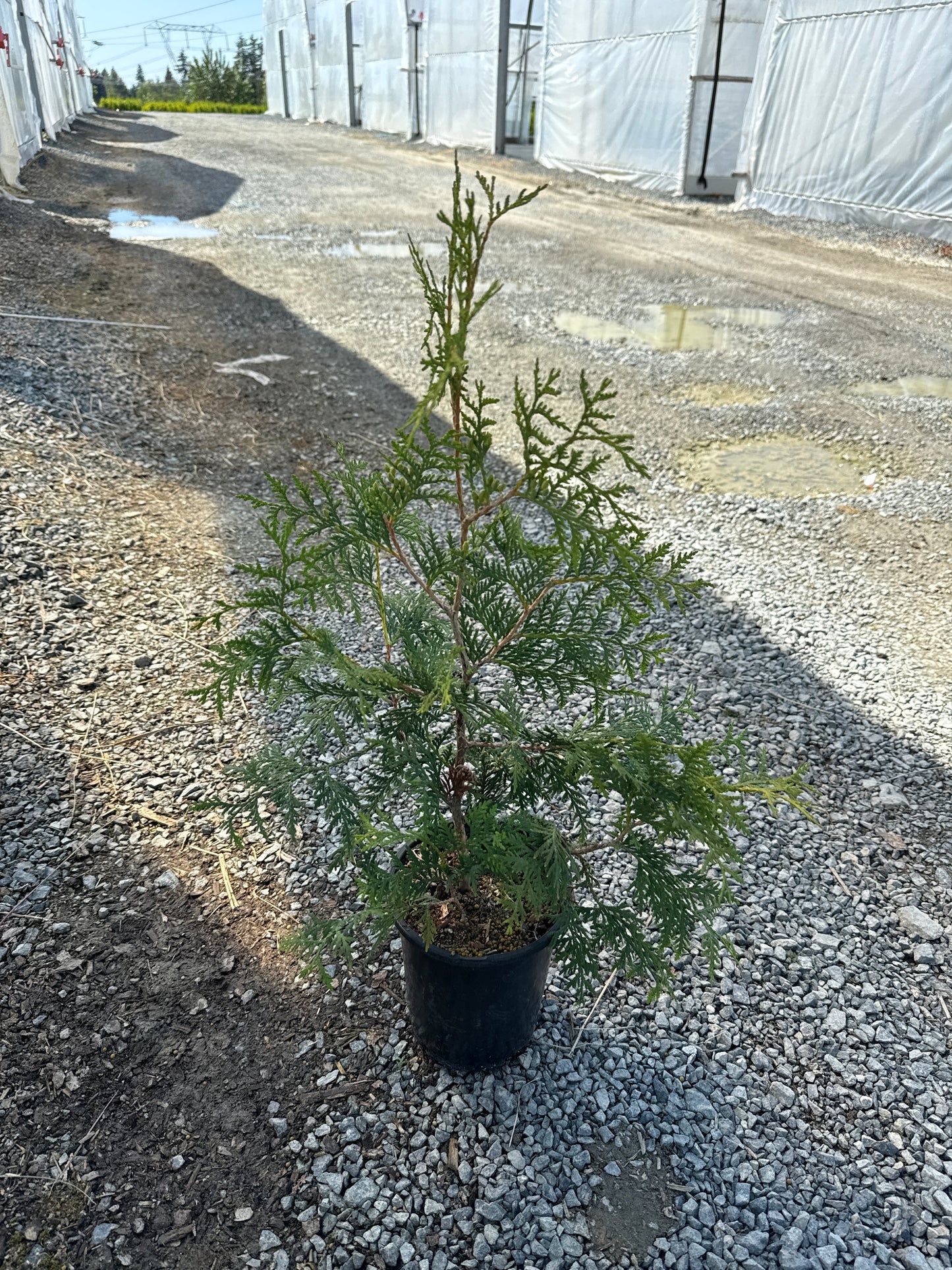 Thuja occidentalis 'Nigra' - Dark Green American Arborvitae