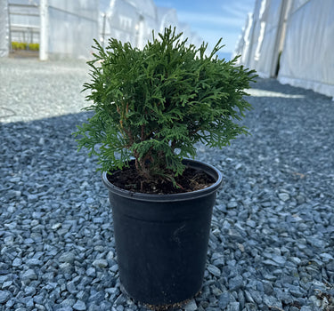 Hetz Midget Arborvitae
