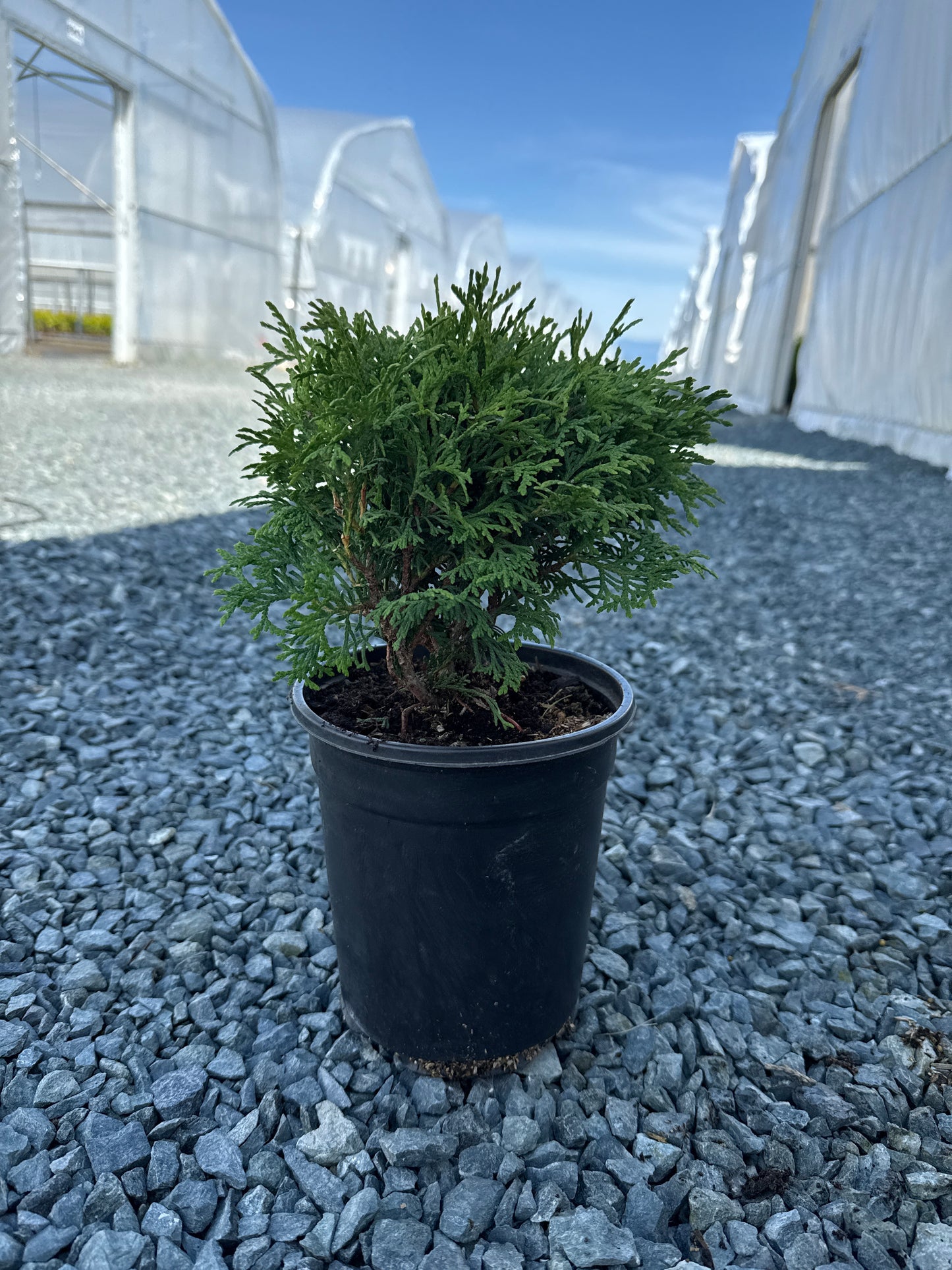 Thuja occidentalis 'Hetz Midget' (Hetz Midget Arborvitae)