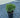 Hetz Midget Arborvitae