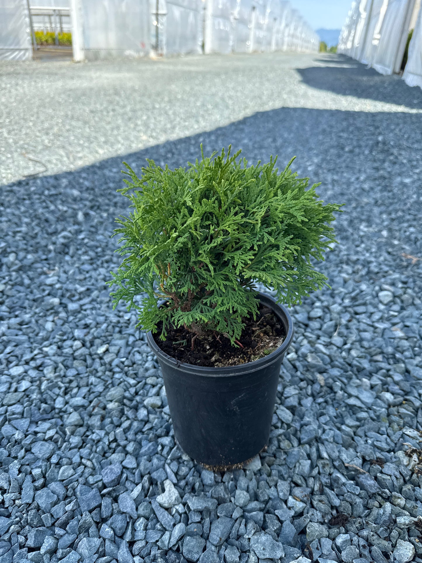 Thuja occidentalis 'Hetz Midget' (Hetz Midget Arborvitae)