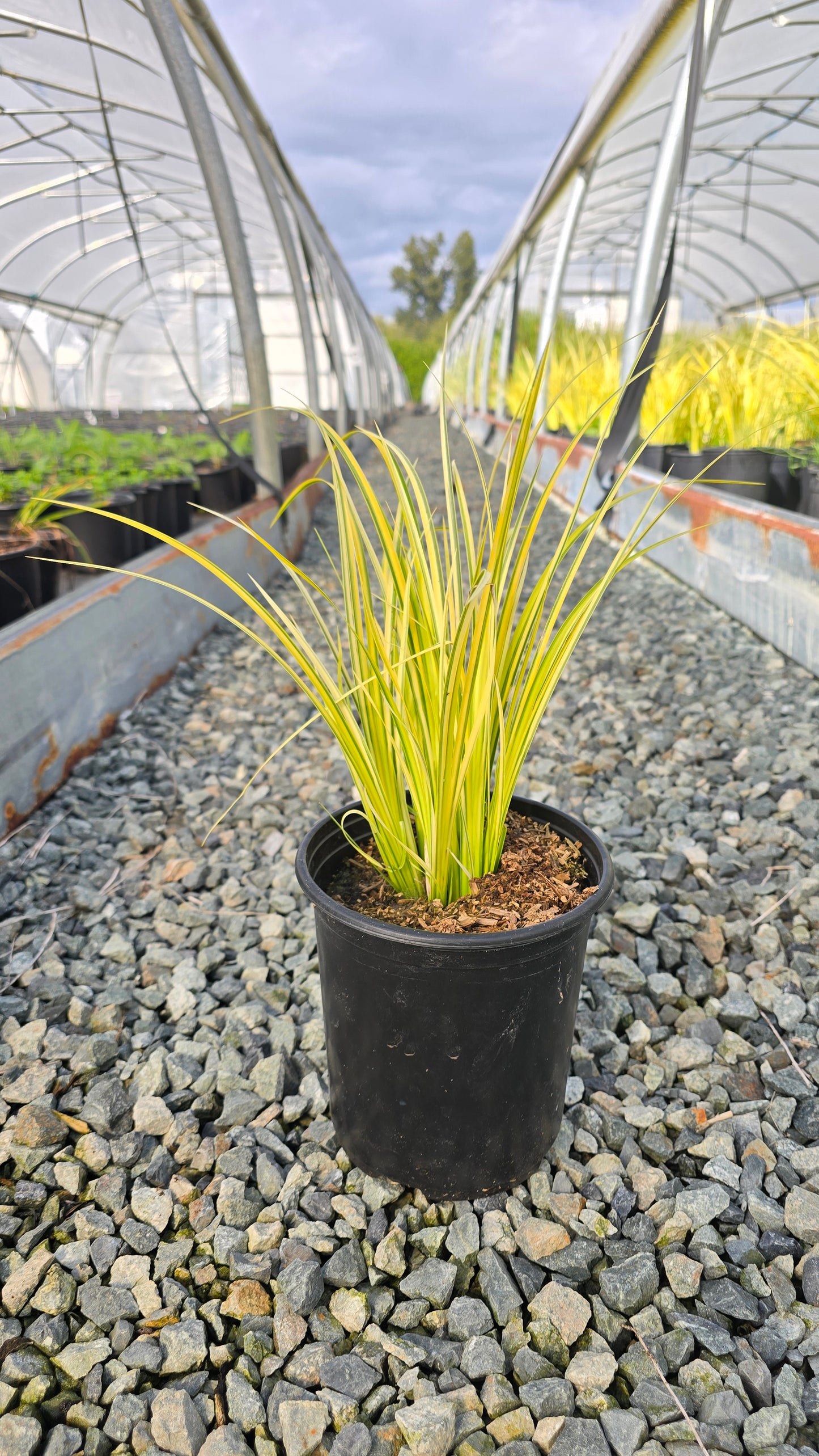 Acorus gramineus 'Ogon'