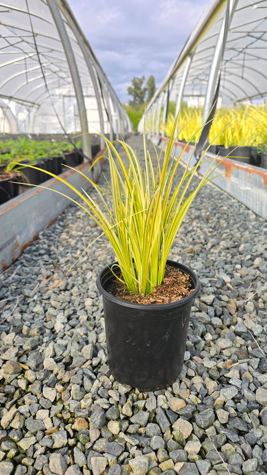 Acorus gramineus 'Ogon'