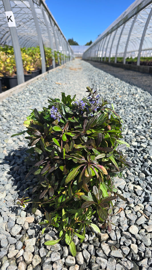 Ajuga tenorii 'Chocolate Chip'