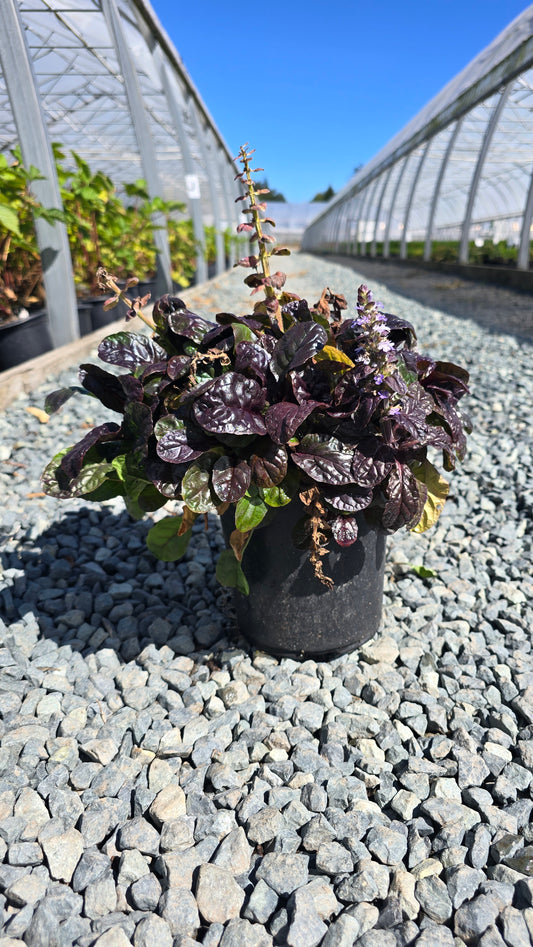 Ajuga hybrid Feathered Friends™ 'Fierce Falcon'