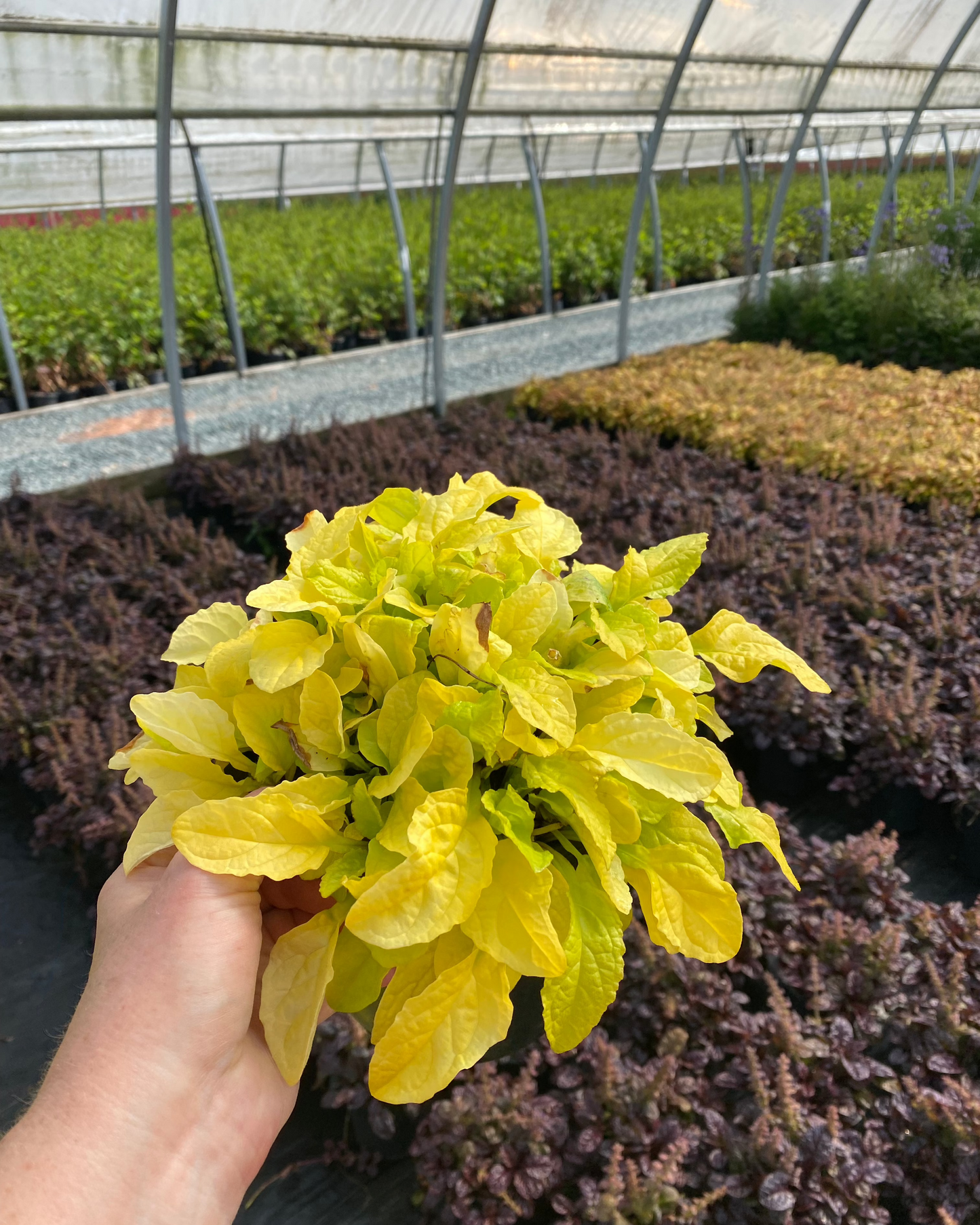 Ajuga hybrid Feathered Friends™ 'Tropical Toucan'