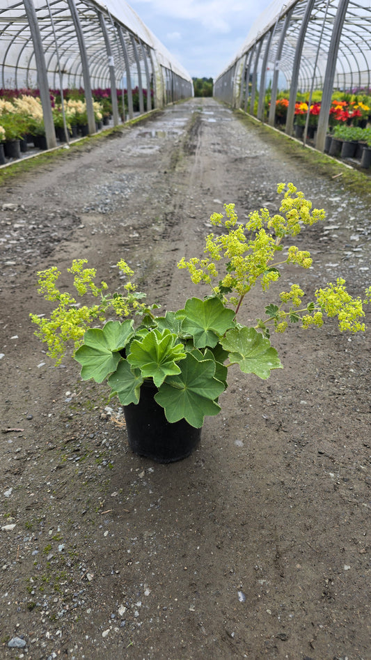 Alchemilla mollis (Lady's Mantle)