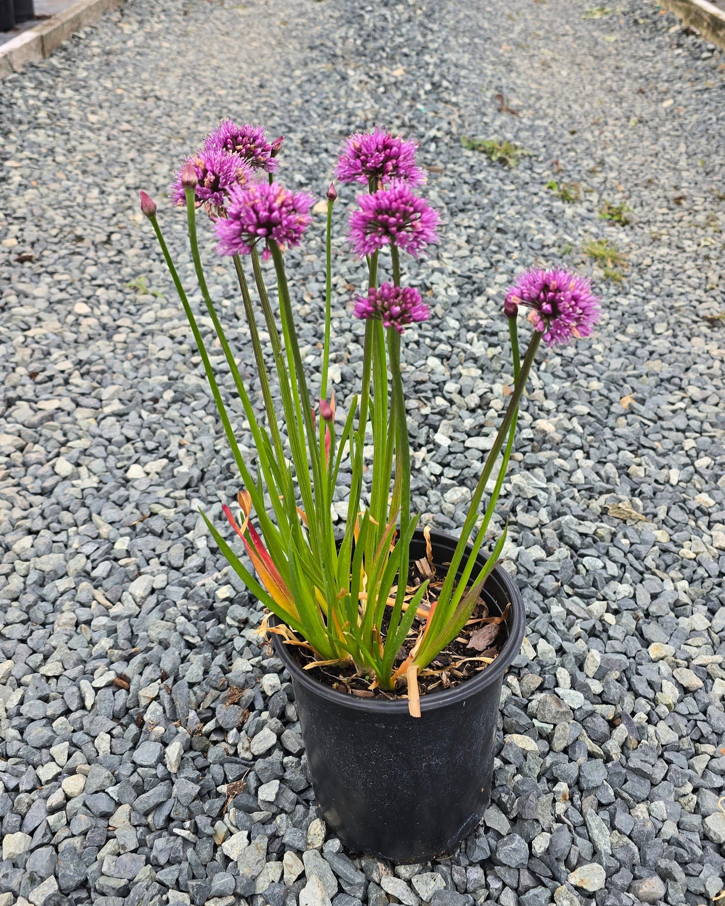 Allium hybrid 'Windy City' PP28100