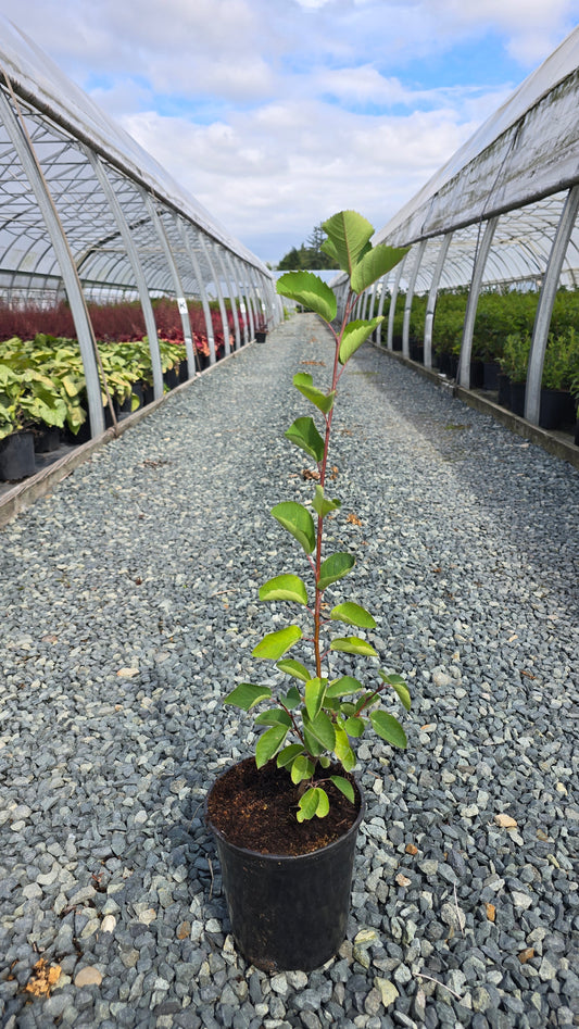 Amelanchier alnifolia 'Smokey'