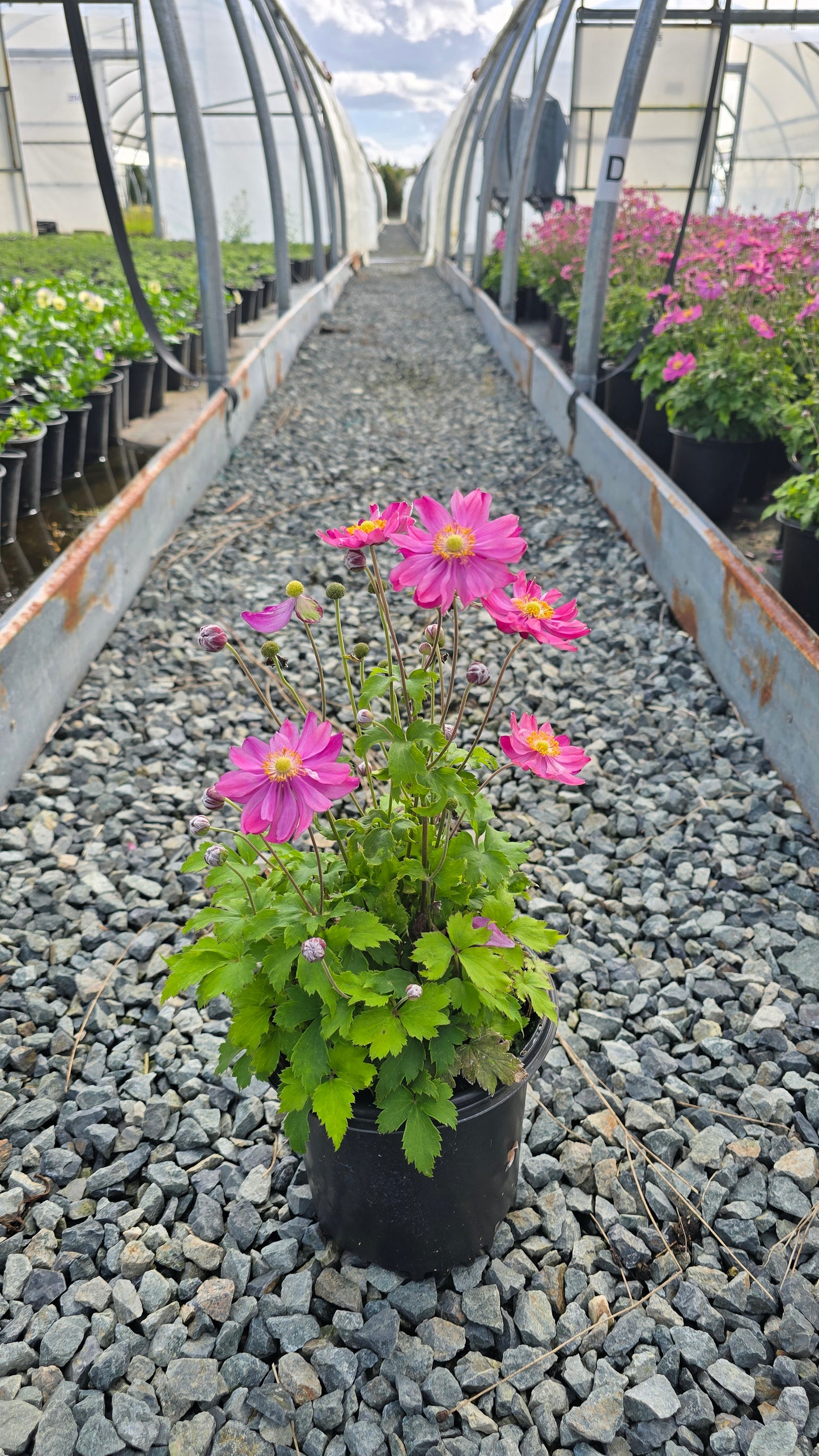 Anemone hybrid 'Curtain Call Pink' PP30739
