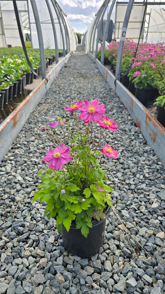 Anemone hybrid 'Curtain Call Pink' PP30739