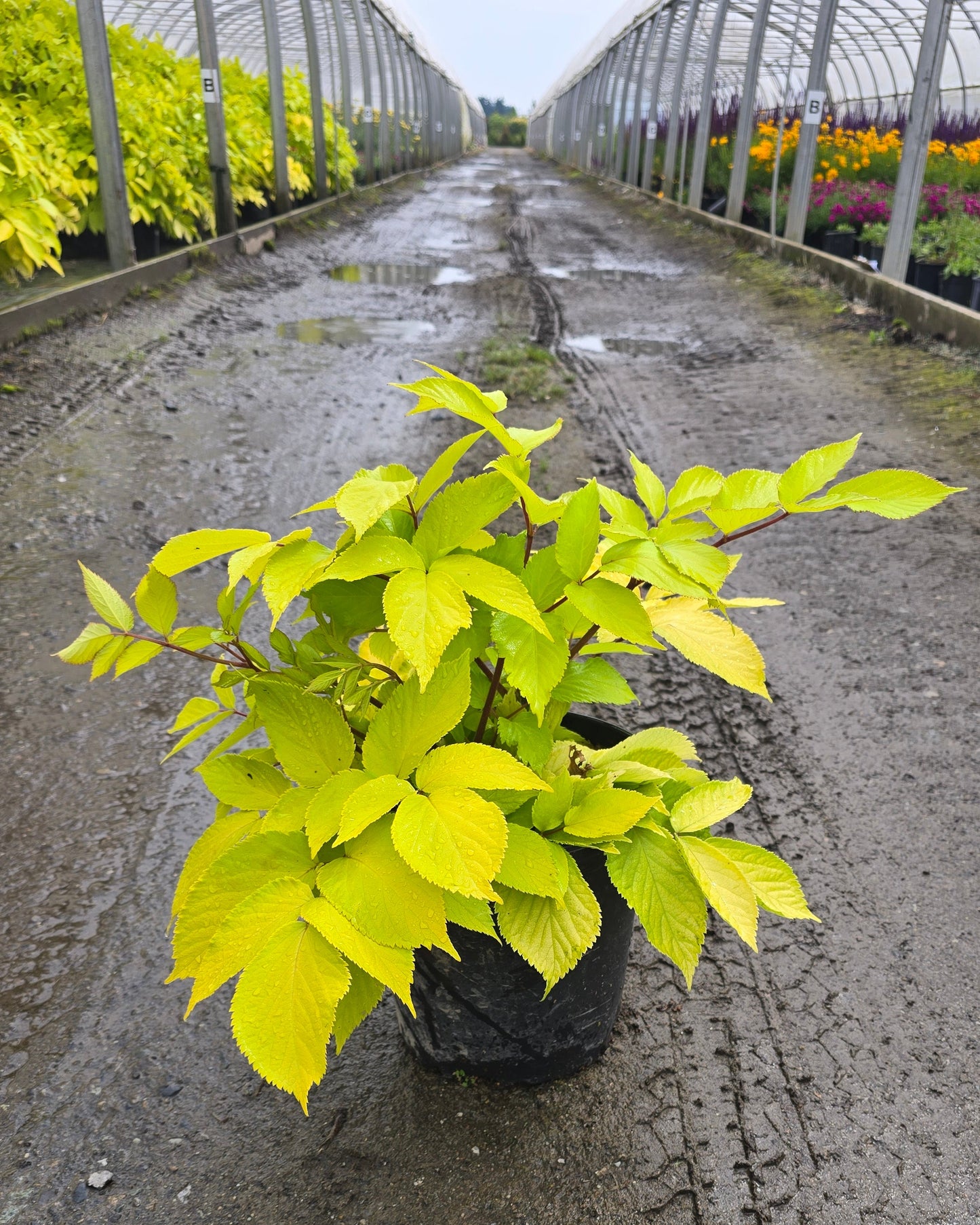 Aralia cordata 'Sun King' - Sun King Golden Japanese Spikenard