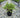Bearberry Groundcover