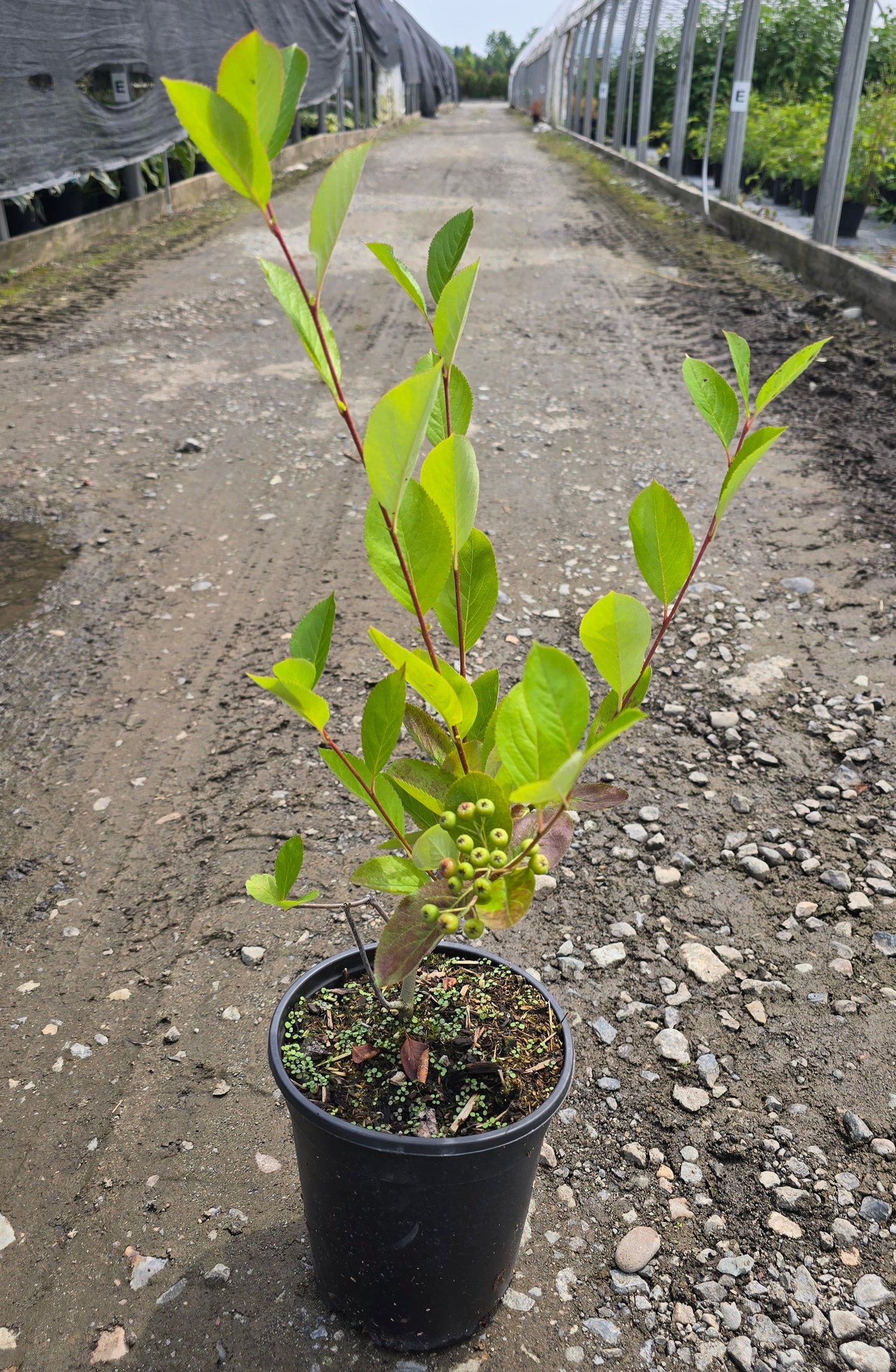 Aronia prunifolia 'Aron'