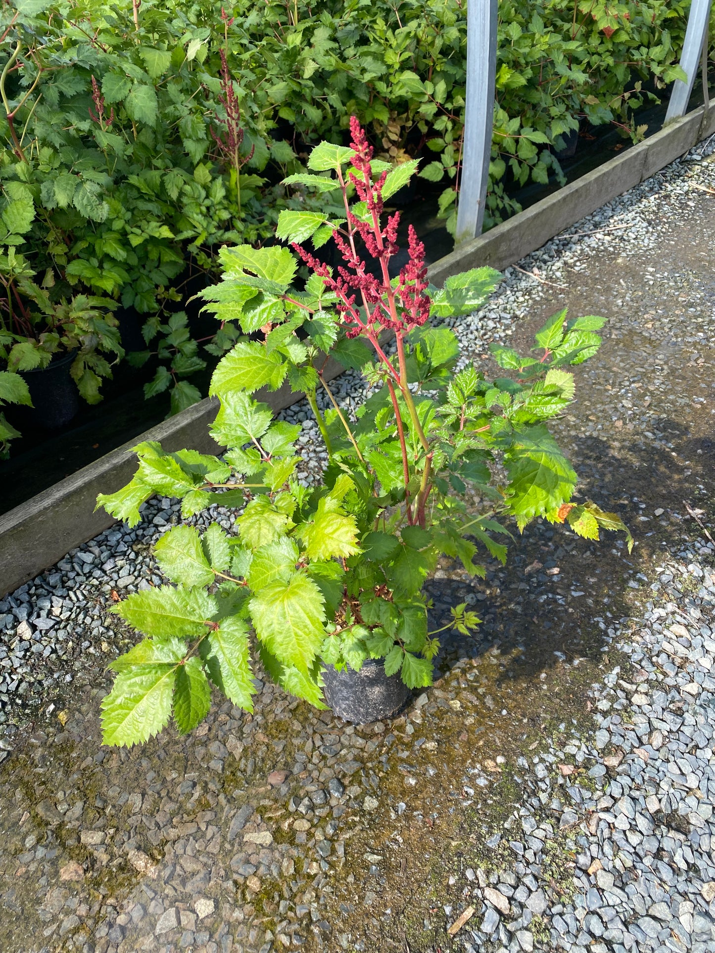 Astilbe hybrid 'Hot Pearls'