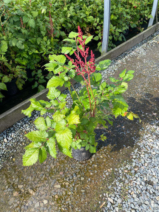 Astilbe hybrid 'Hot Pearls'