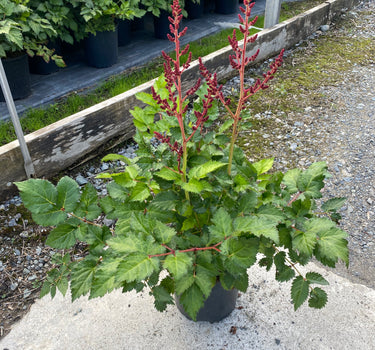Hot Pearls Astilbe