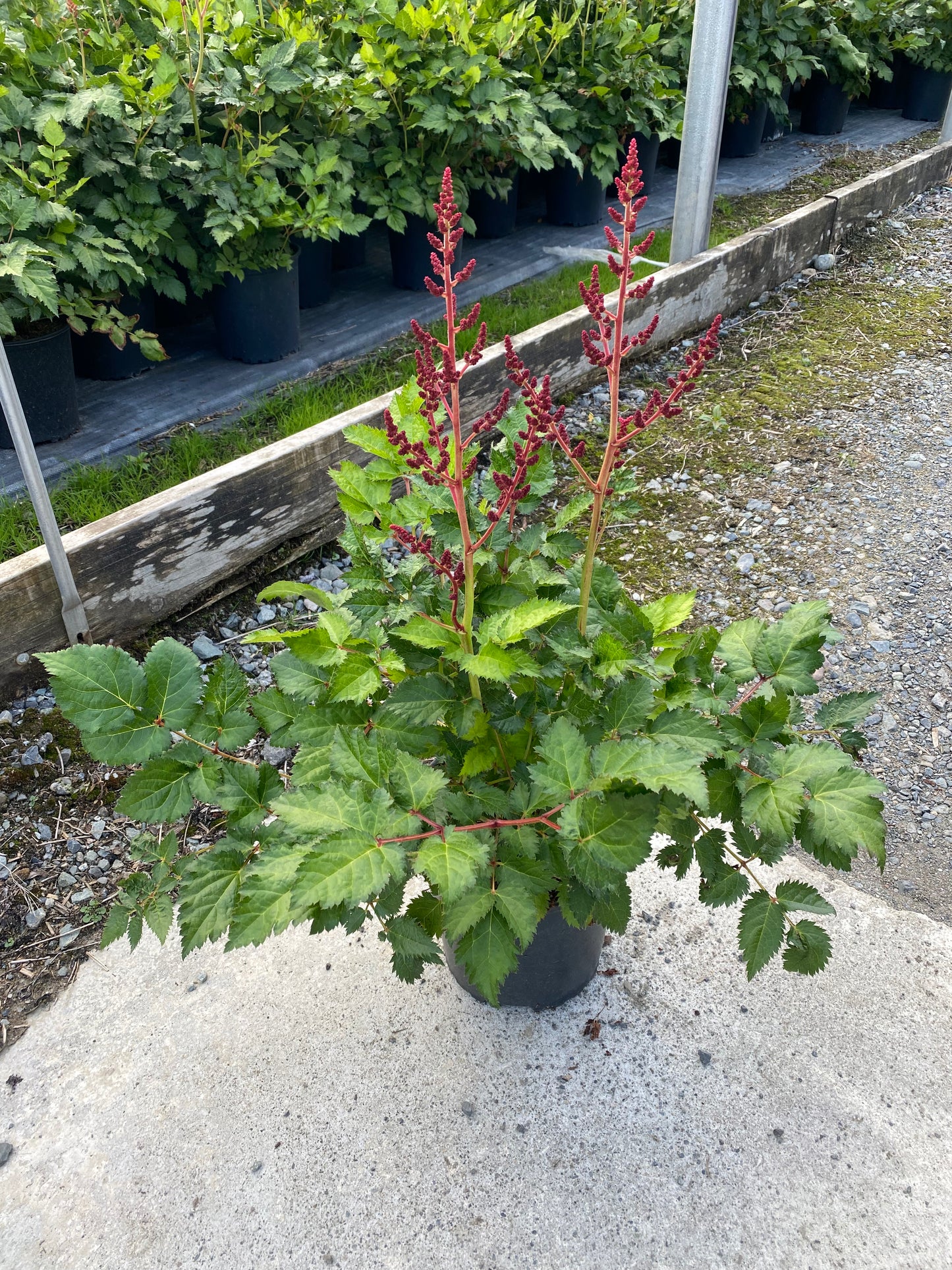 Astilbe hybrid 'Hot Pearls'