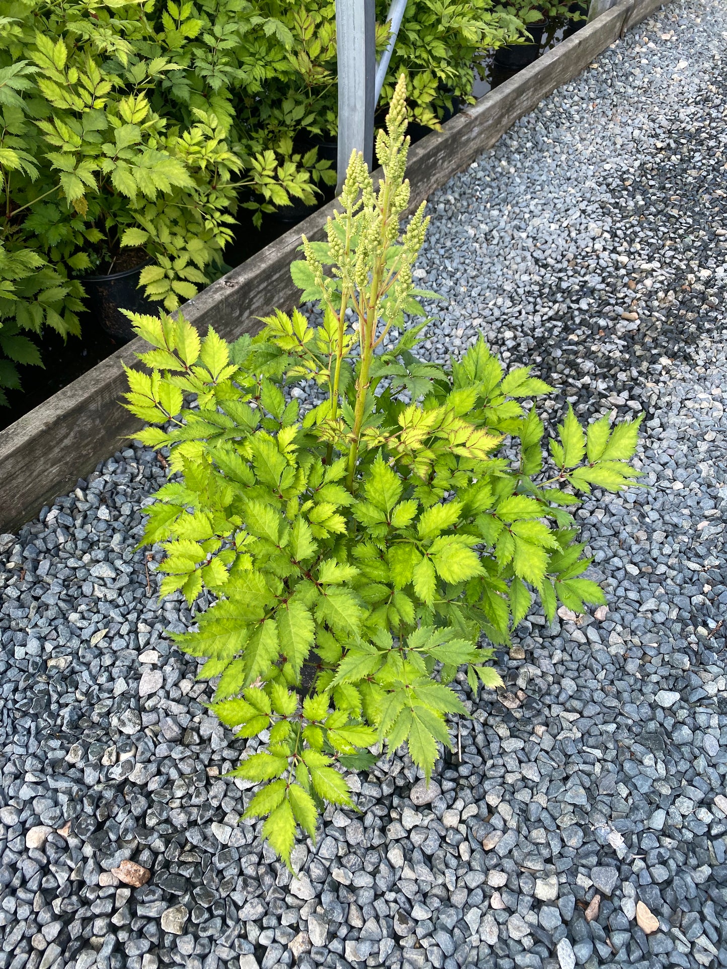 Astilbe hybrid 'Ivory Pearls'
