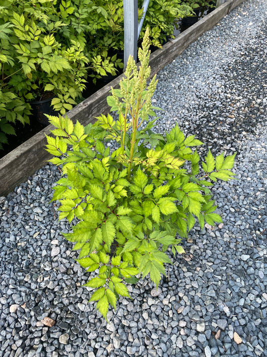 Astilbe hybrid 'Ivory Pearls'