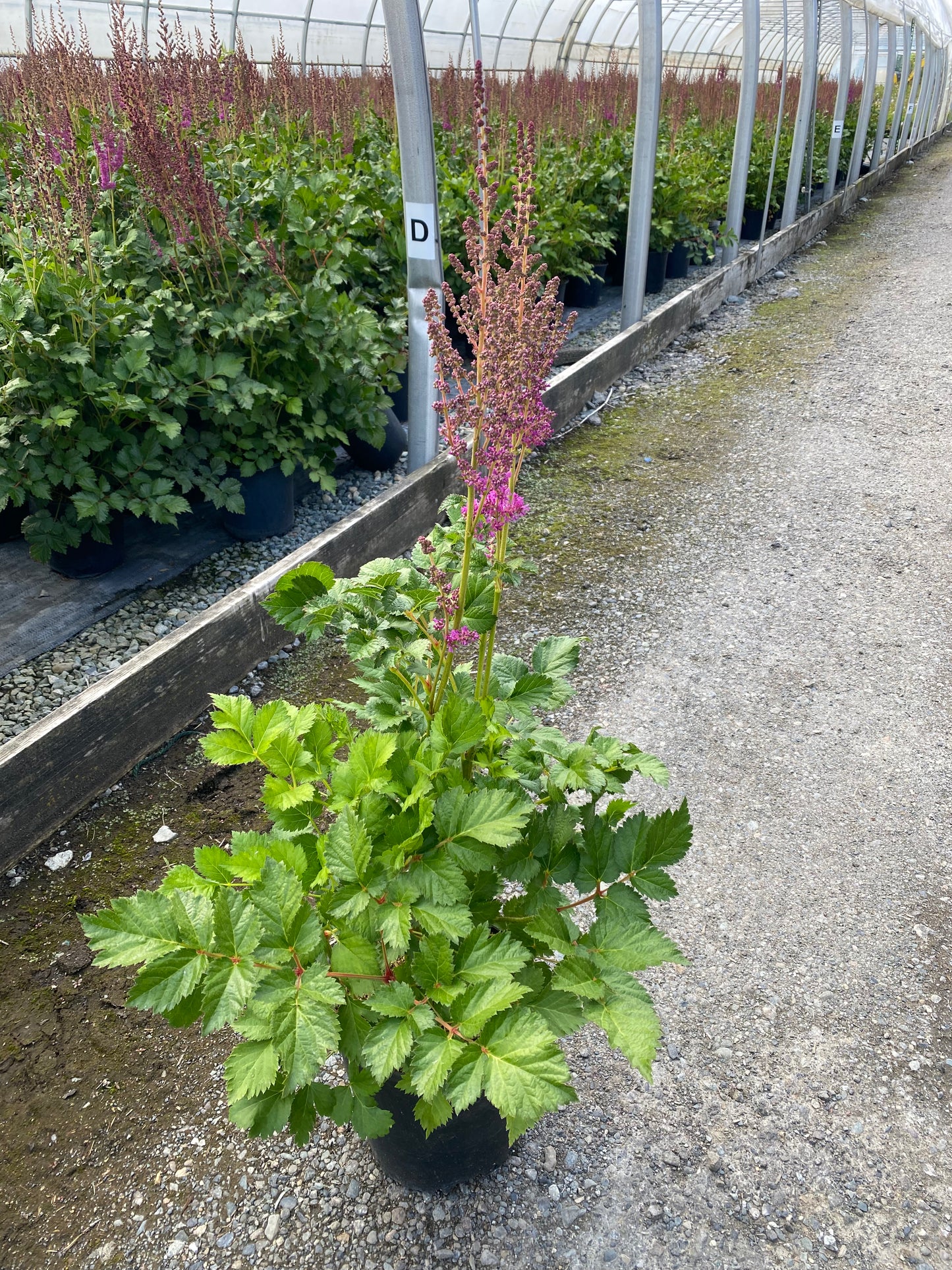 Astilbe chinensis 'Black Pearls'