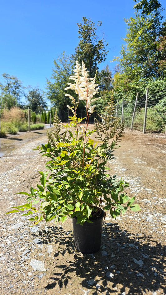 Astilbe hybrid 'Ellie' - White Plume False Spirea