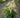 Fireworks White Astilbe