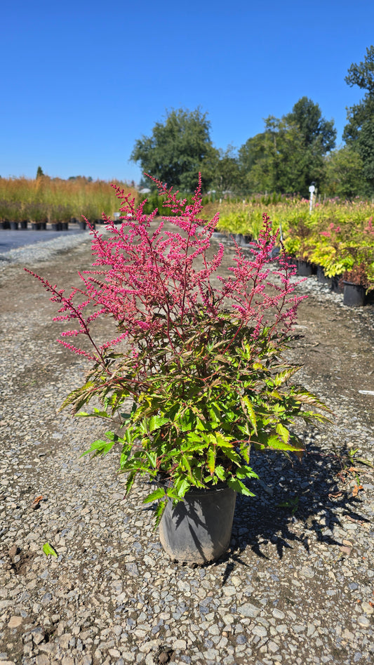 Astilbe simplicifolia 'Key West'