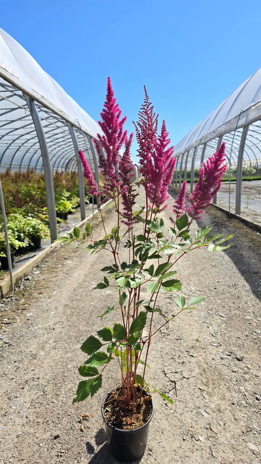 Astilbe chinensis 'Lowlands Ruby Red'